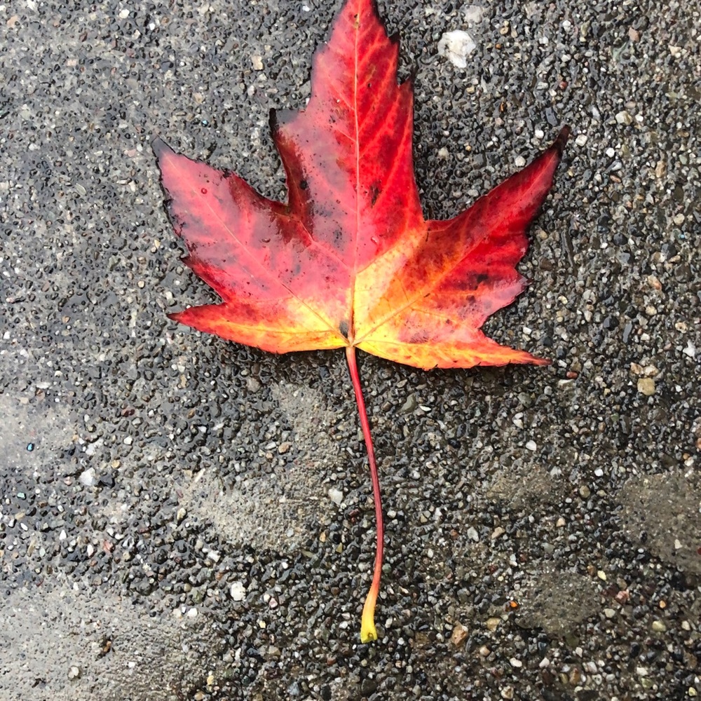 Meet your Posher, Heidi